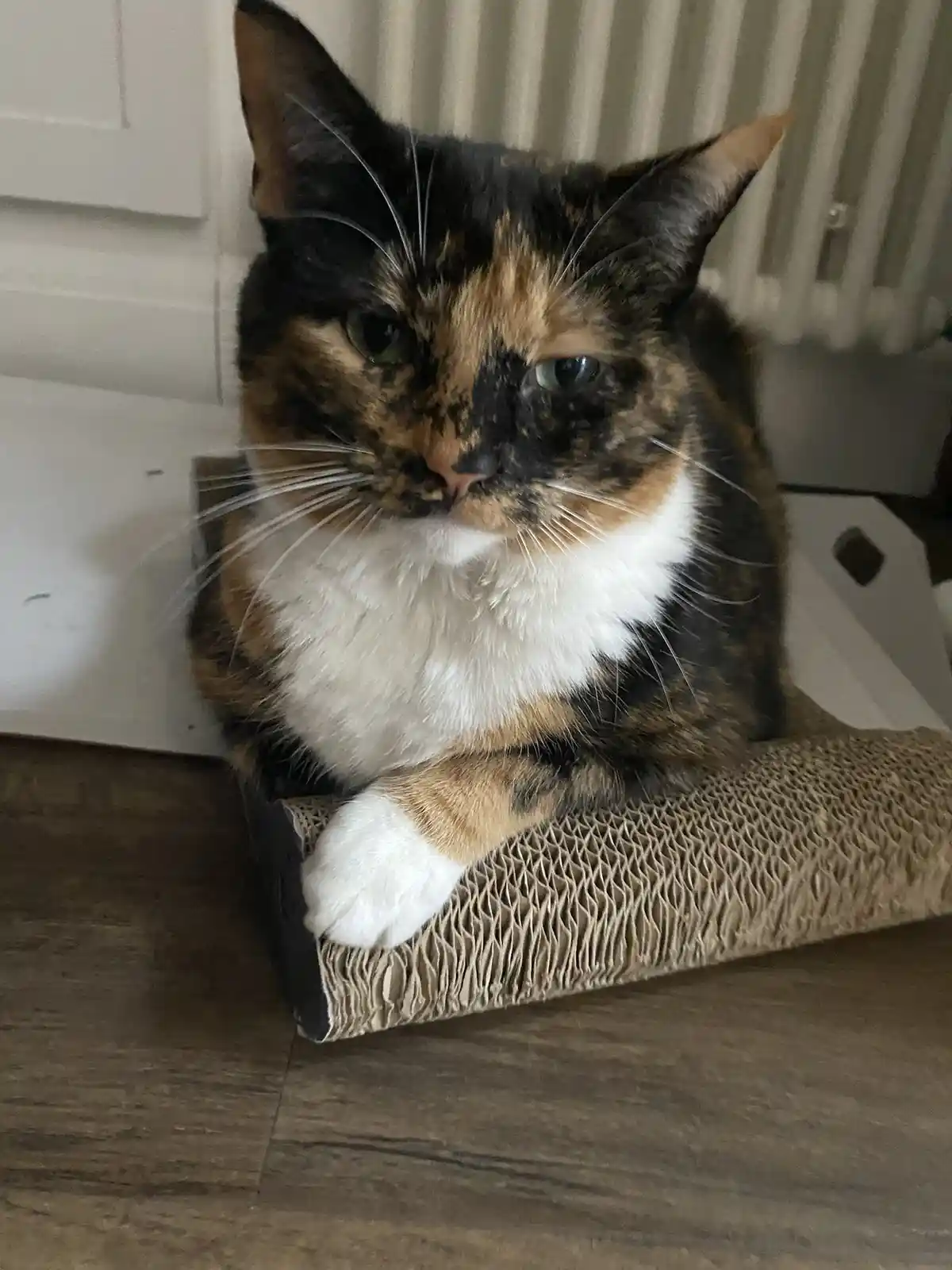 A calico cat with black, orange, and white fur sits atop a cardboard scratcher, looking directly at the camera with a bored…