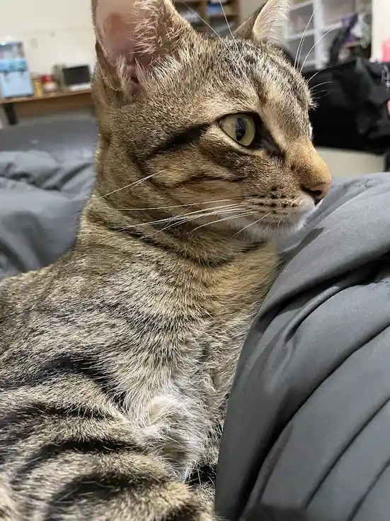 A close-up photo of a tabby cat with green eyes, resting on a gray blanket or couch, looking off to the side with a calm…