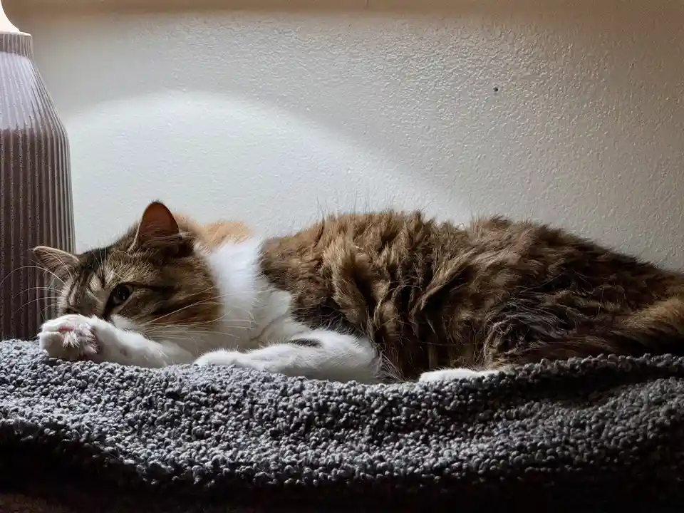 A fluffy brown and white cat is lying on a gray textured blanket, resting its head on its paws with a relaxed, sleepy…