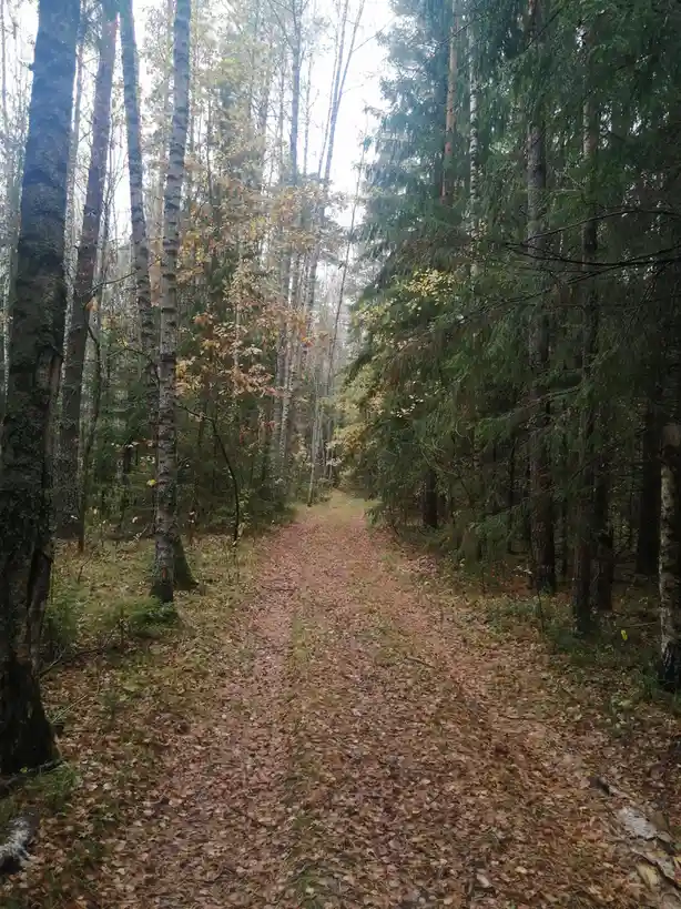 A narrow dirt path winds through a dense forest with tall birch and evergreen trees, covered in fallen brown leaves under an…