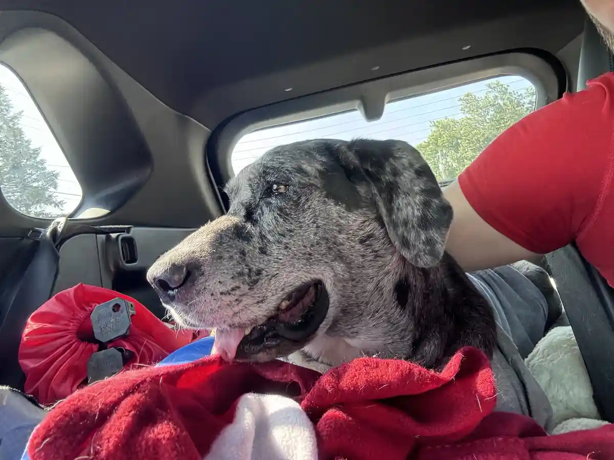 A close-up photo of a large, grey-spotted dog with a relaxed expression, resting its head on a red blanket in the backseat…