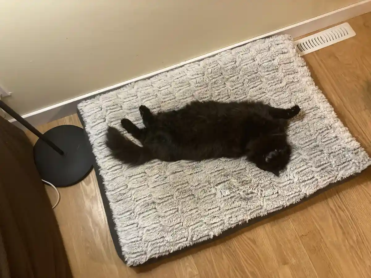 A black cat is lying on its back on a fluffy gray rug, paws in the air, appearing completely relaxed. The rug is on a wooden…