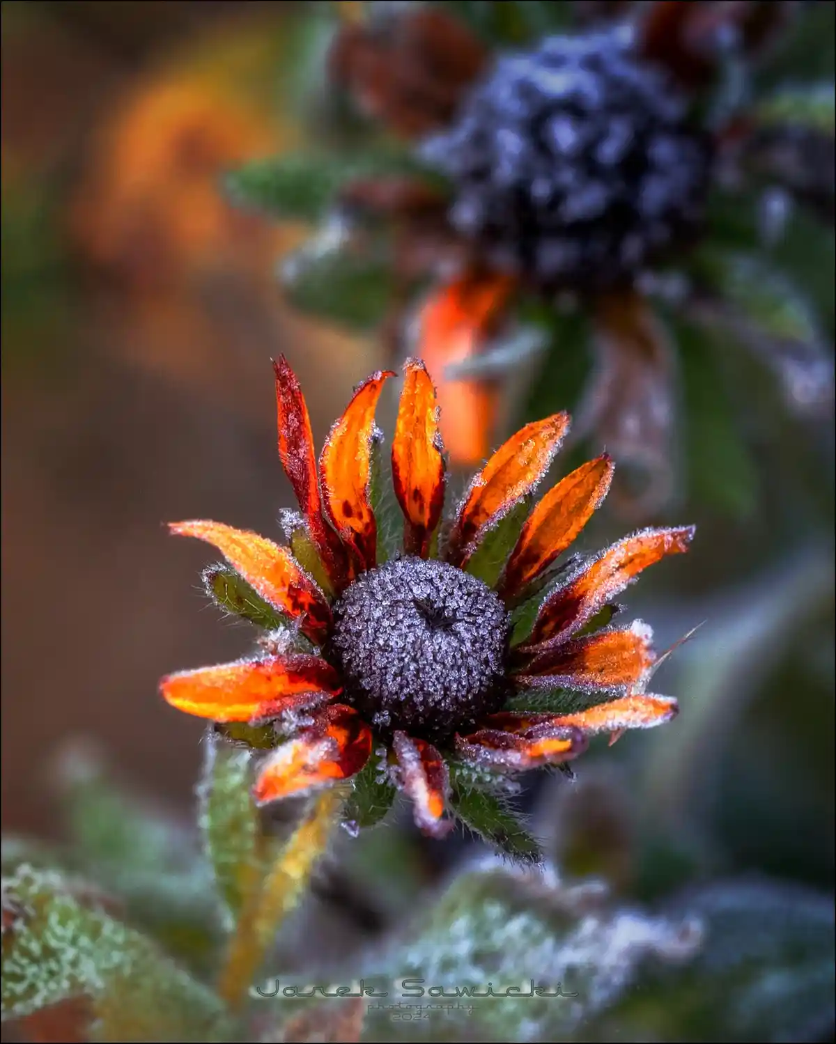 A close-up photograph of a frost-covered black-eyed susan flower with orange-red petals and a dark center, set against a…