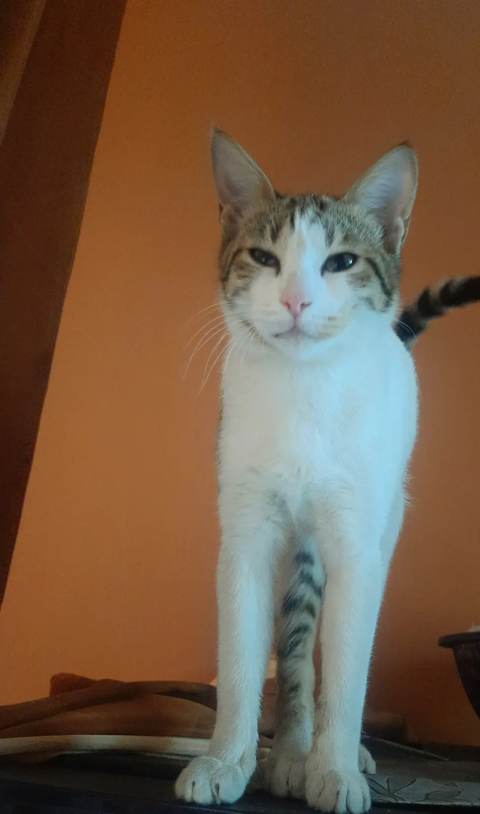 A white and tabby cat stands upright on a dark surface against an orange wall, looking directly at the camera with a…