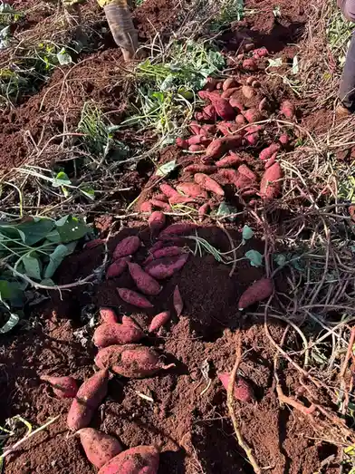 A field of freshly harvested sweet potatoes, covered in dirt and tangled with vines and stems, with partial views of…