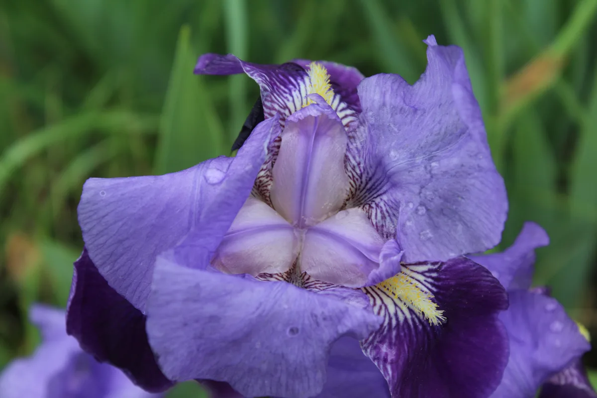 A close-up photograph of a vibrant purple iris flower with intricate patterns and dewdrops, set against a blurred green…