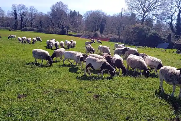 A wide shot of numerous sheep grazing in a lush green field under a bright sky, with trees and a fence visible in the…