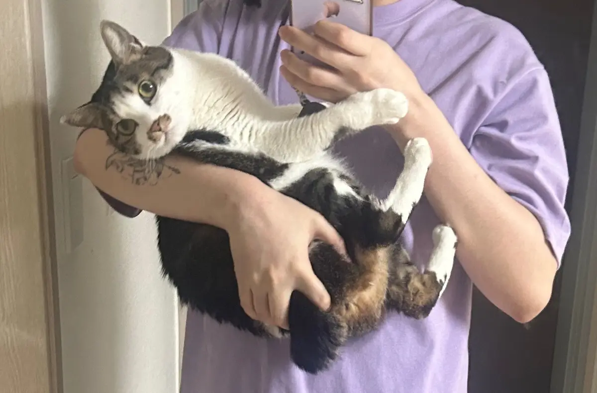 A person in a purple t-shirt is holding a calico cat upside down while taking a mirror selfie with a phone. The cat has…