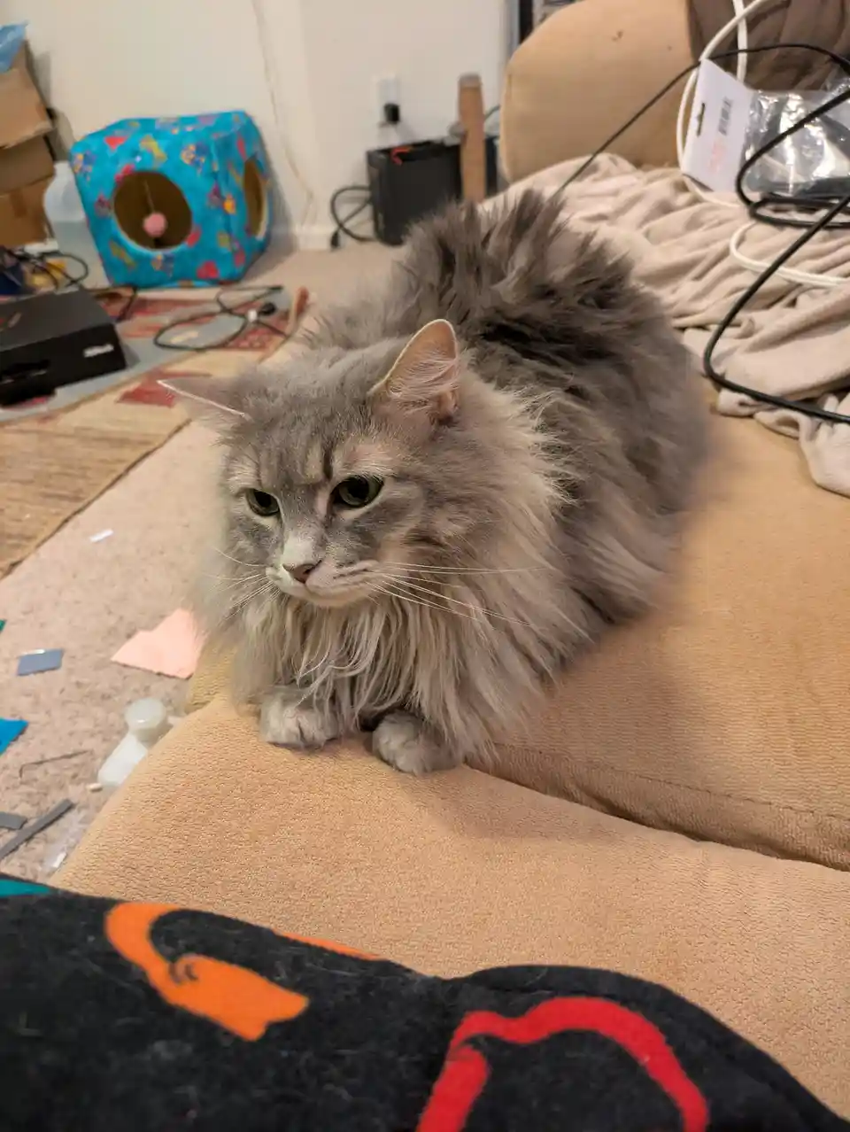 A fluffy gray cat with a grumpy expression sits on a beige couch in a cluttered room, surrounded by wires, a cat toy house…