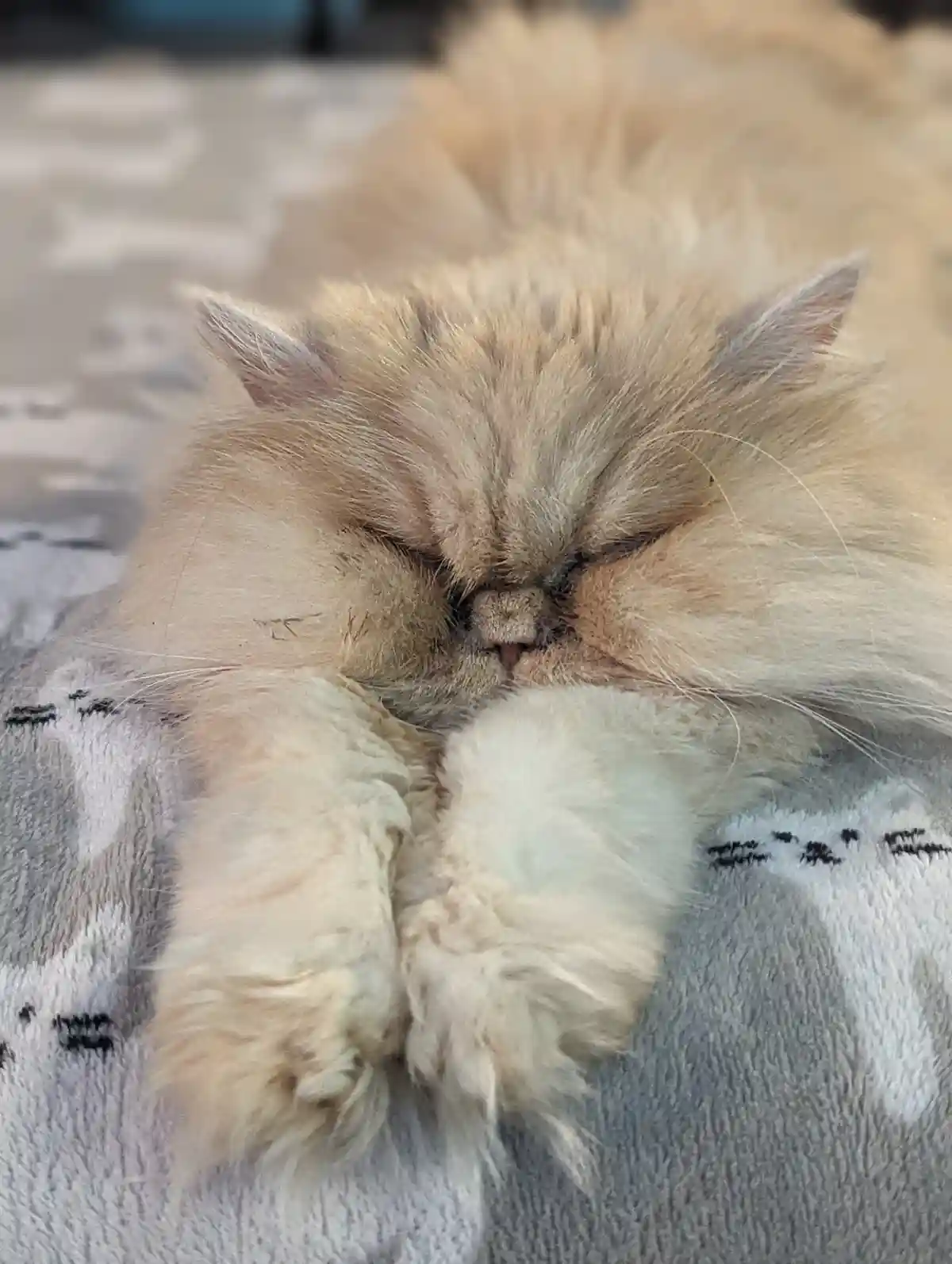 A fluffy, light-colored Persian cat is sleeping soundly with its eyes closed and paws tucked under its face, resting on a…