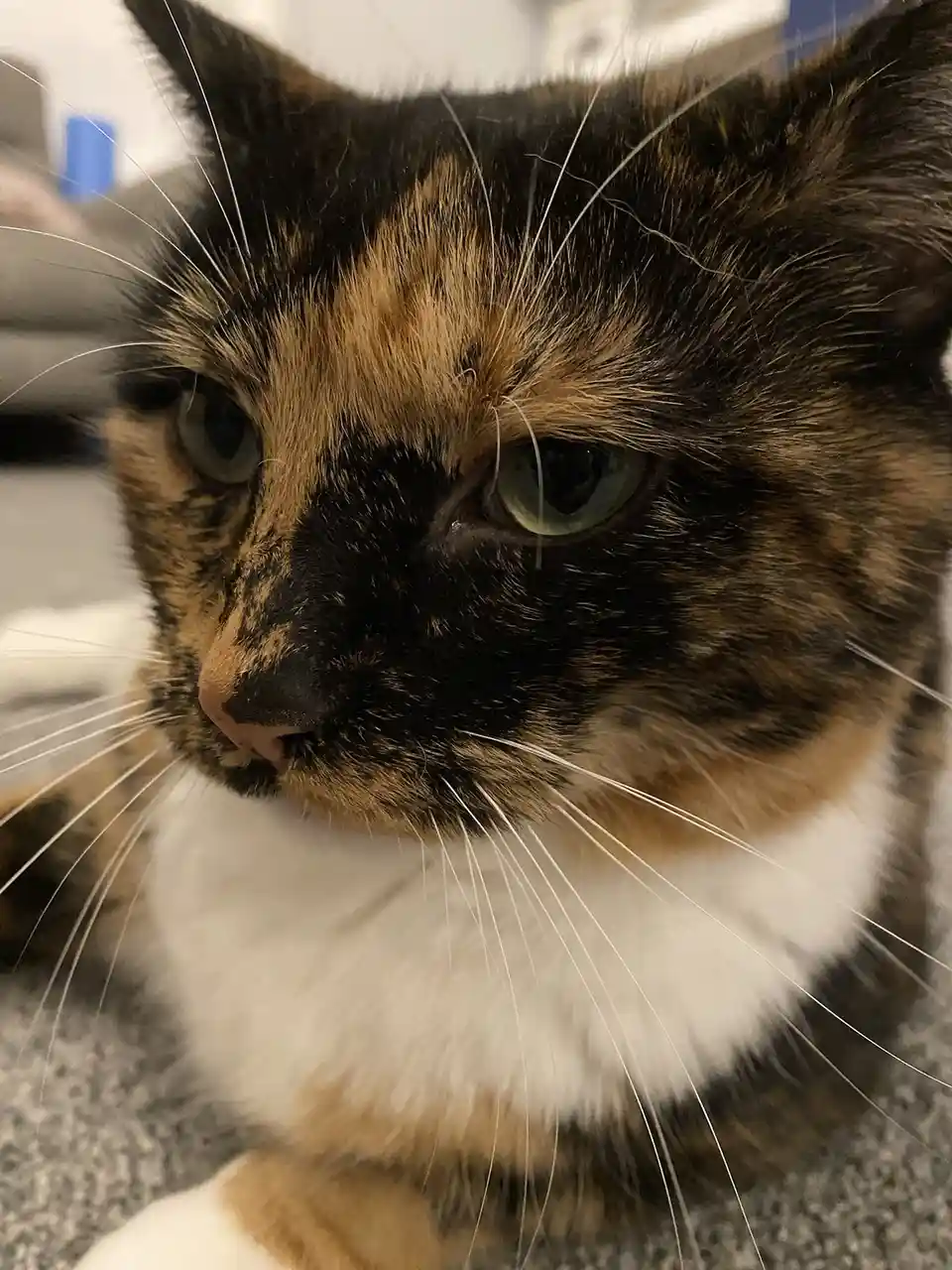 A close-up photo of a calico cat with black, orange, and white fur, looking off to the side with a bored or unimpressed…