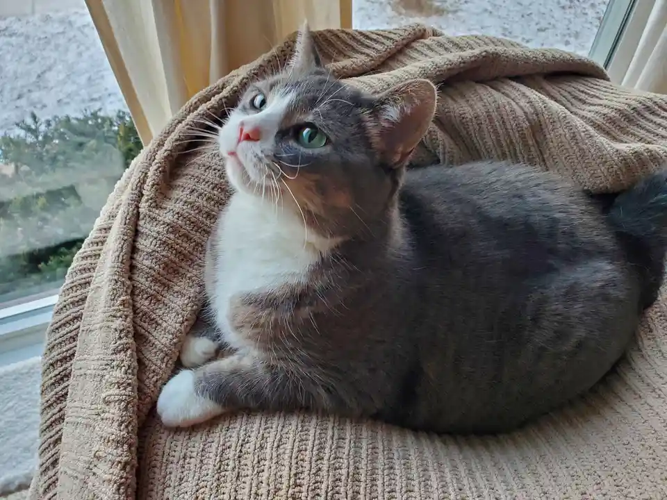 A calico cat with green eyes and white paws is lounging on a brown textured blanket near a window, looking upward with a…