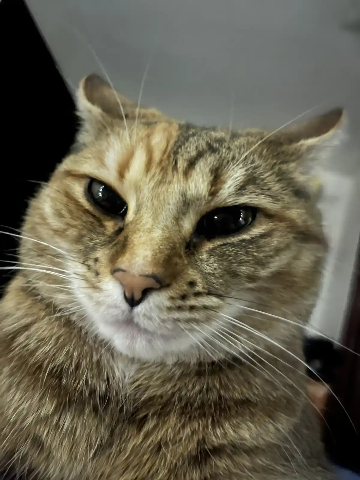 A close-up photo of a tabby cat with a stern, unimpressed expression, looking directly at the camera. The cat has brown and…