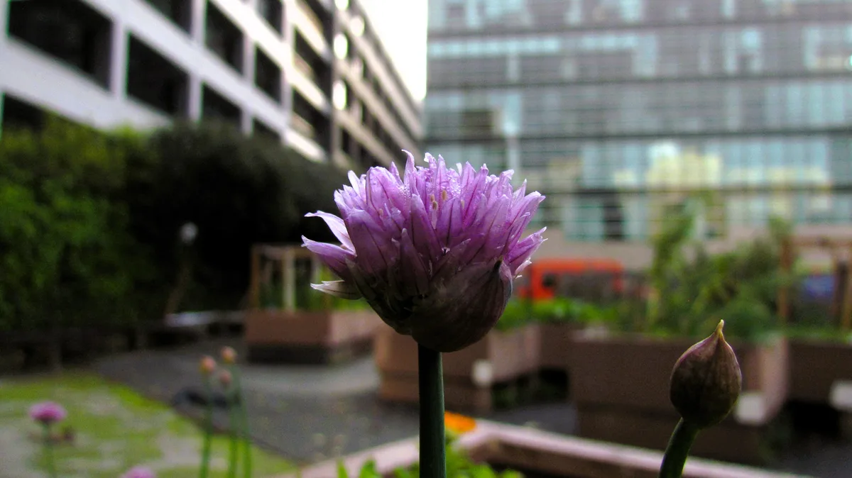 A close-up photo shows a purple chive flower in sharp focus, with a blurred urban background of buildings and greenery. The…