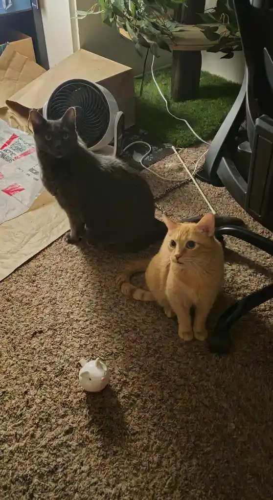 Two cats sit on a carpeted floor in a room with a small white fan behind one cat and a pig-shaped toy nearby. The black cat…