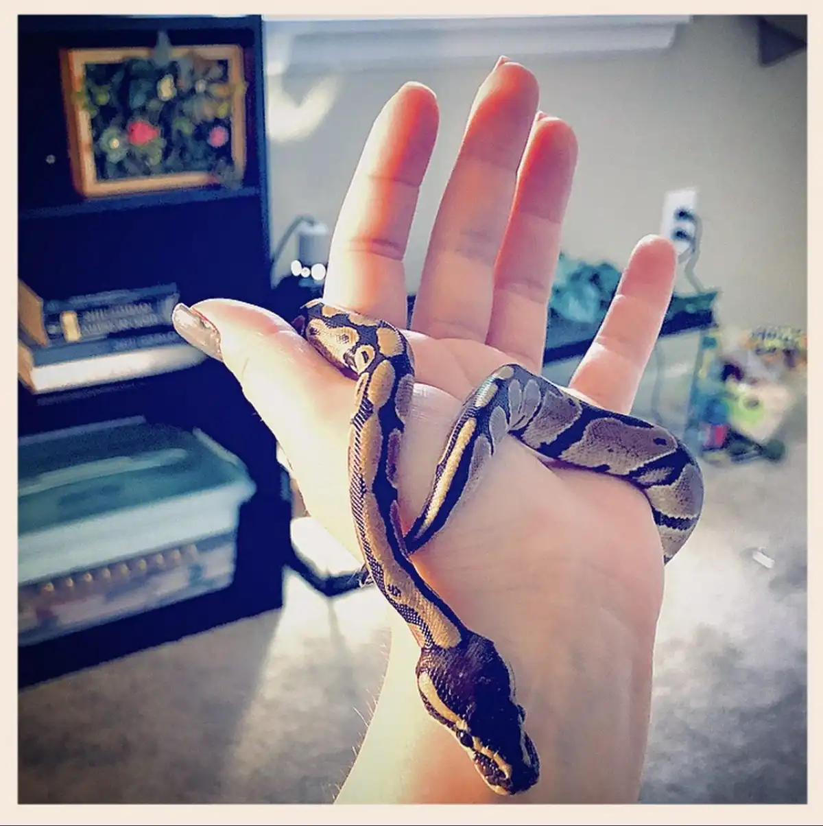 A person's hand is shown holding a small, patterned snake, likely a ball python, which is coiled around their fingers and…