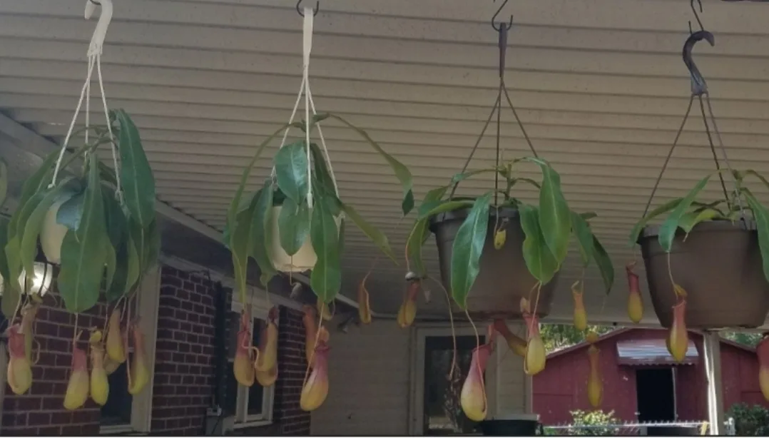 Four hanging potted pitcher plants with green leaves and yellowish-red pitcher traps dangle from hooks under a porch roof…