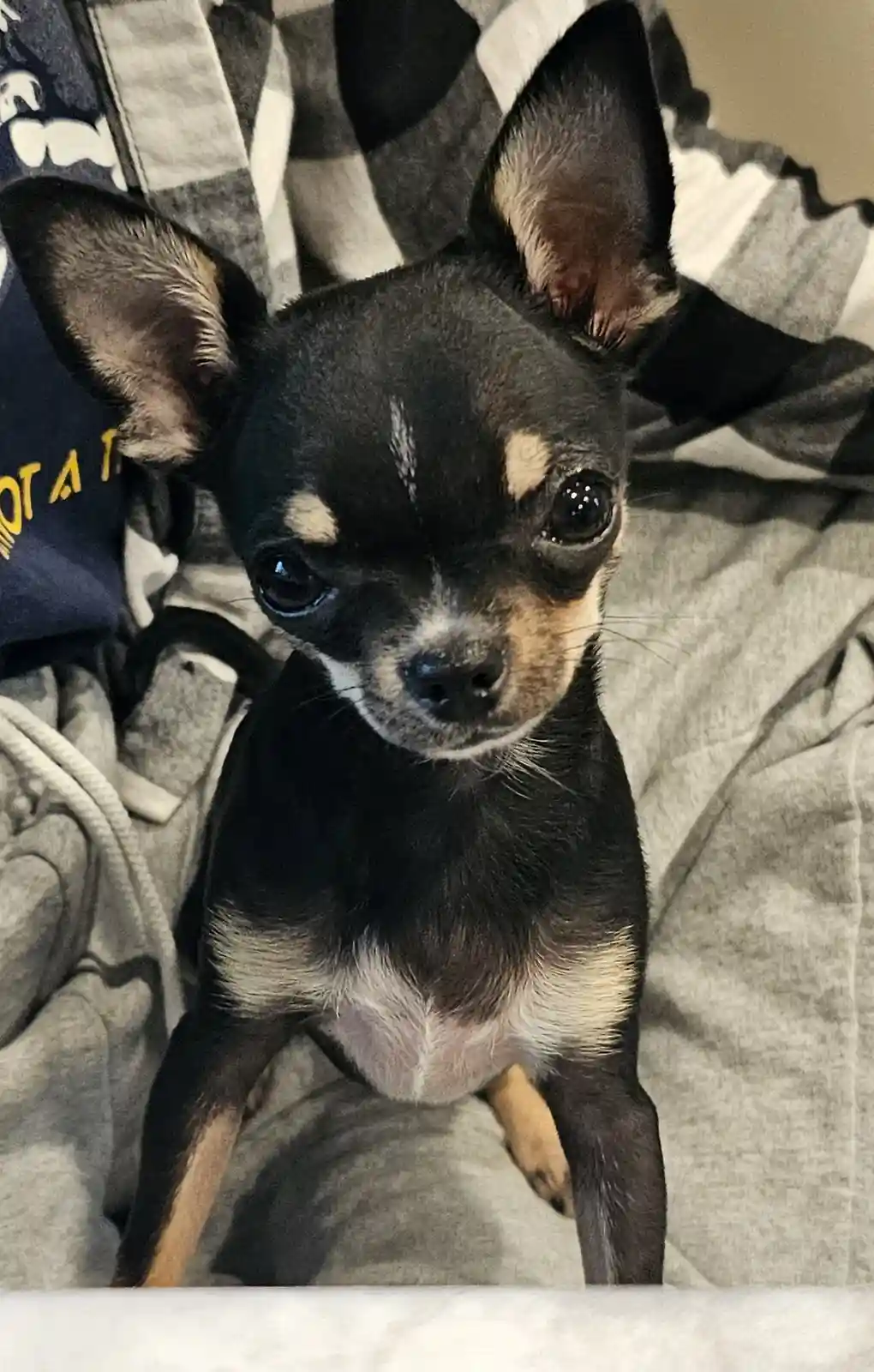 A small black and tan chihuahua with large ears and wide, soulful eyes looks directly at the camera while sitting on a grey…