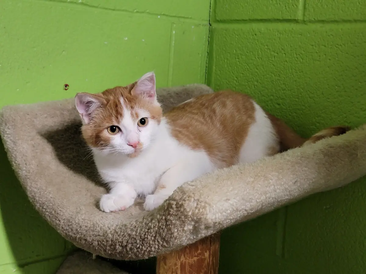 A ginger and white cat with large, expressive eyes lies curled up on a beige, cushioned cat bed positioned against a bright…