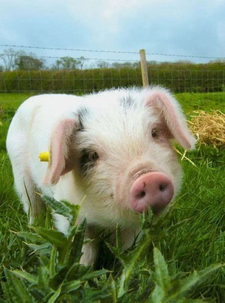 A close-up photo of a small, white piglet with black spots and a yellow ear tag standing in a grassy field with thistles in…