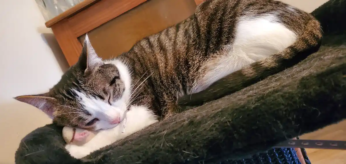 A brown and white tabby cat is curled up asleep on a dark green cat bed, its head resting on a small plush toy. The cat's…