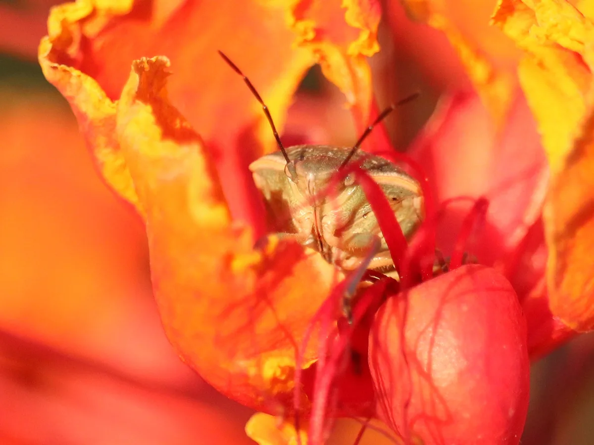 A close-up photo shows a green shield bug perched inside a vibrant orange and red flower, with its antennae visible. The…