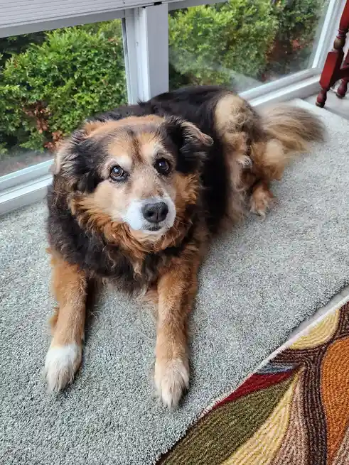 A fluffy brown and black dog with a white muzzle lies on a grey rug near a window, looking directly at the camera with a…
