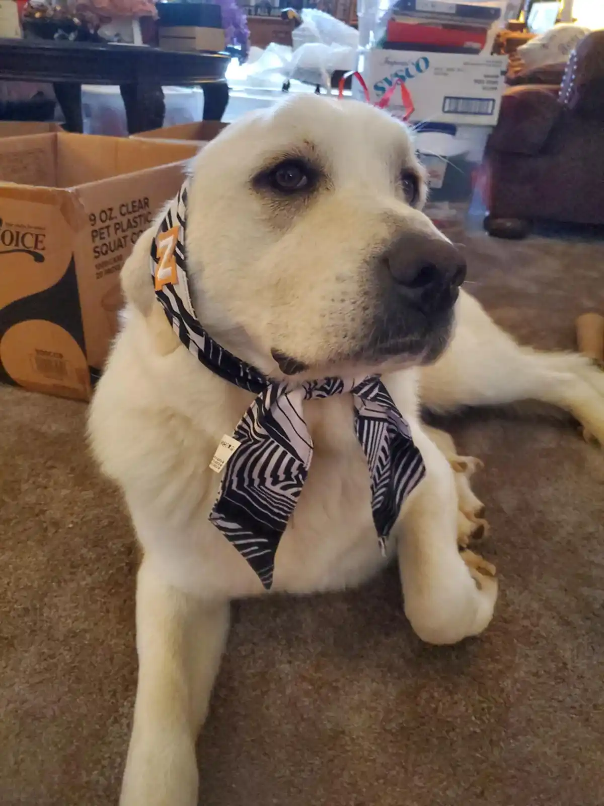A light-colored dog, likely a yellow Labrador, lies on a carpeted floor wearing a black-and-white patterned necktie with an…