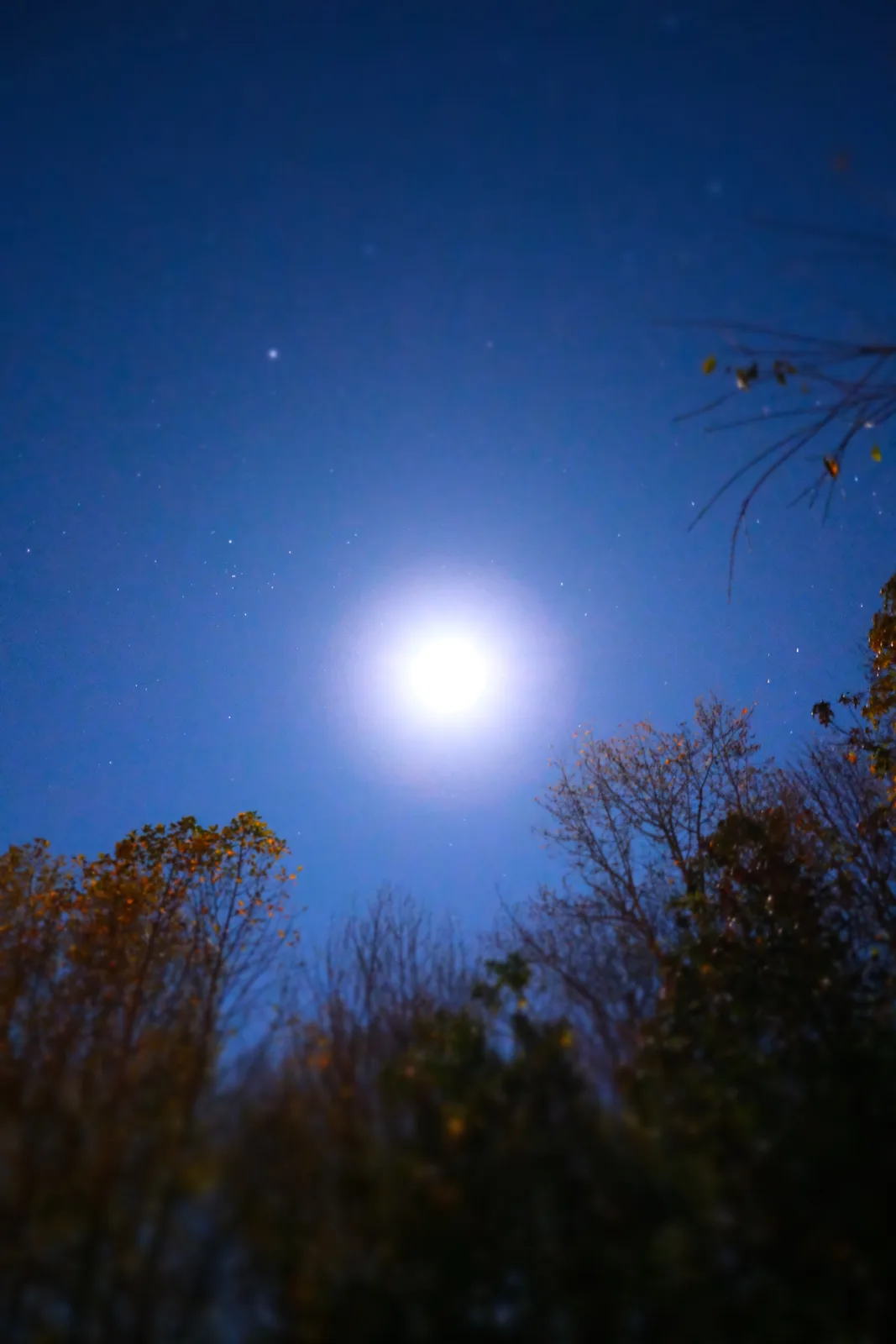 A low-angle night photo shows a bright full moon glowing in a deep blue sky dotted with stars, framed by the dark…