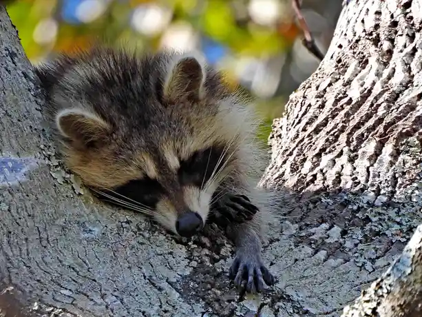 A raccoon is curled up and sleeping soundly in the fork of a tree, its head resting on the bark with one paw tucked near its…