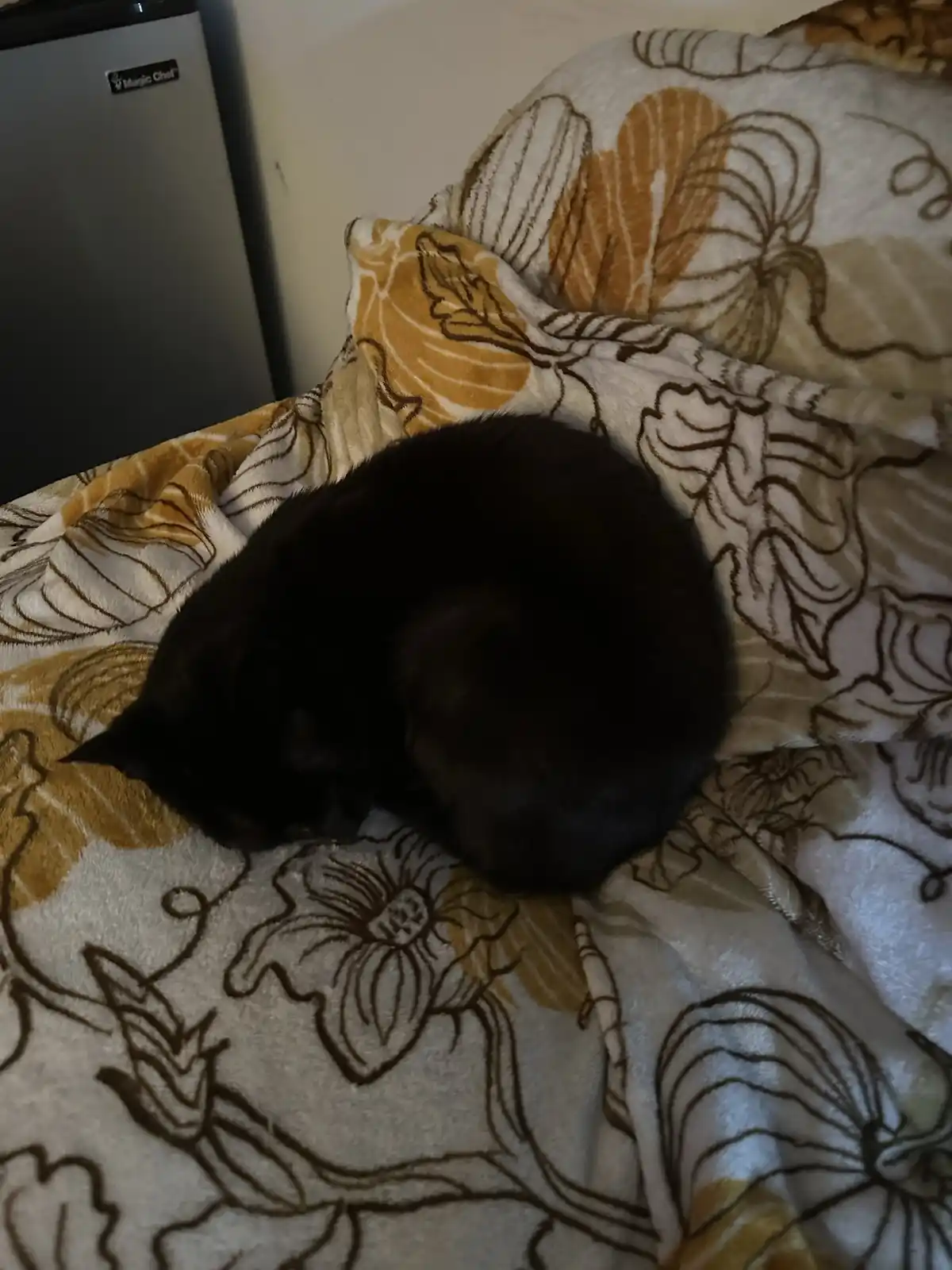 A black cat is curled up and sleeping on a floral-patterned blanket with brown and beige leaves and flowers. In the…