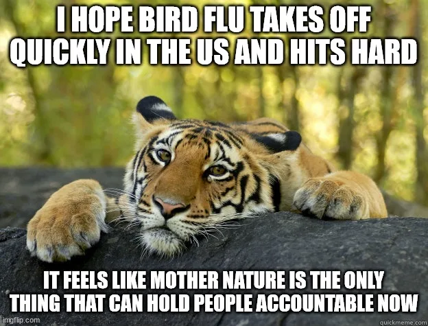 A tiger lying down on a rock with a bored or unimpressed expression, overlaid with text expressing hope that bird flu…
