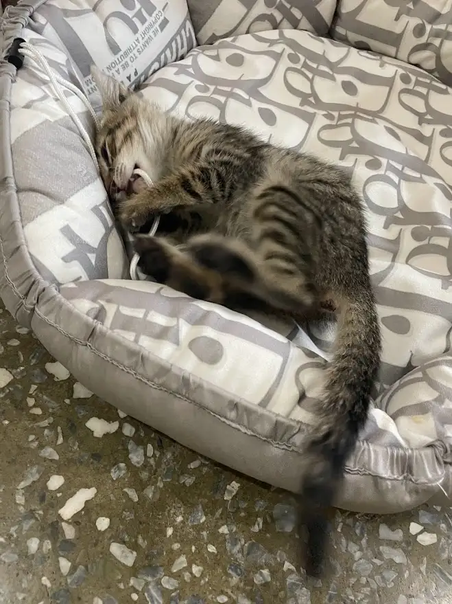 a small tabby kitten is curled up and sleeping soundly inside a grey and white patterned pet bed, its paws tucked near its…
