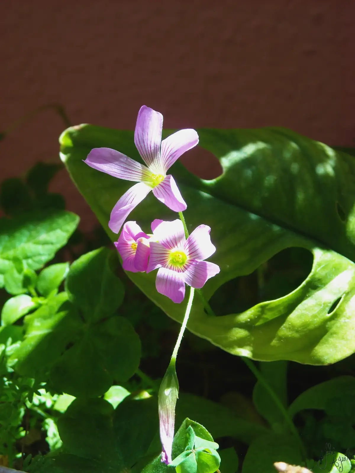 A close-up photo shows two delicate purple flowers with yellow centers, growing on a slender stem amidst large green leaves…