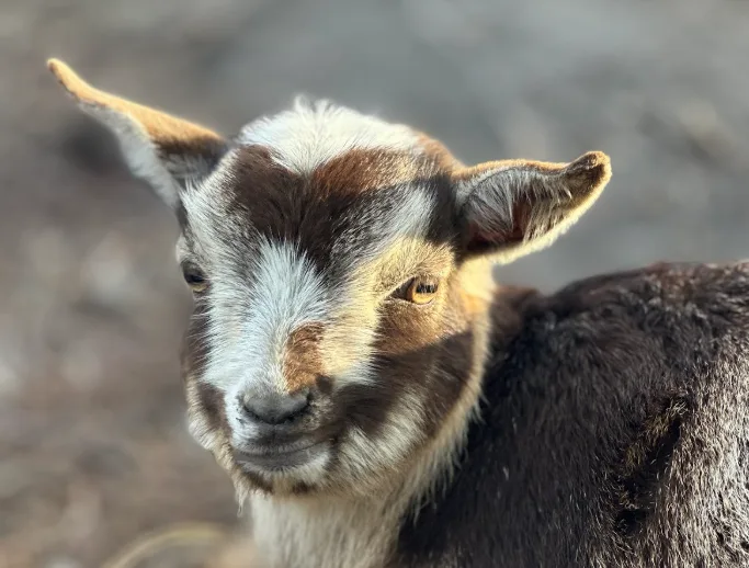 A close-up photo of a brown and white goat with large ears and a calm, slightly smug expression, looking directly at the…
