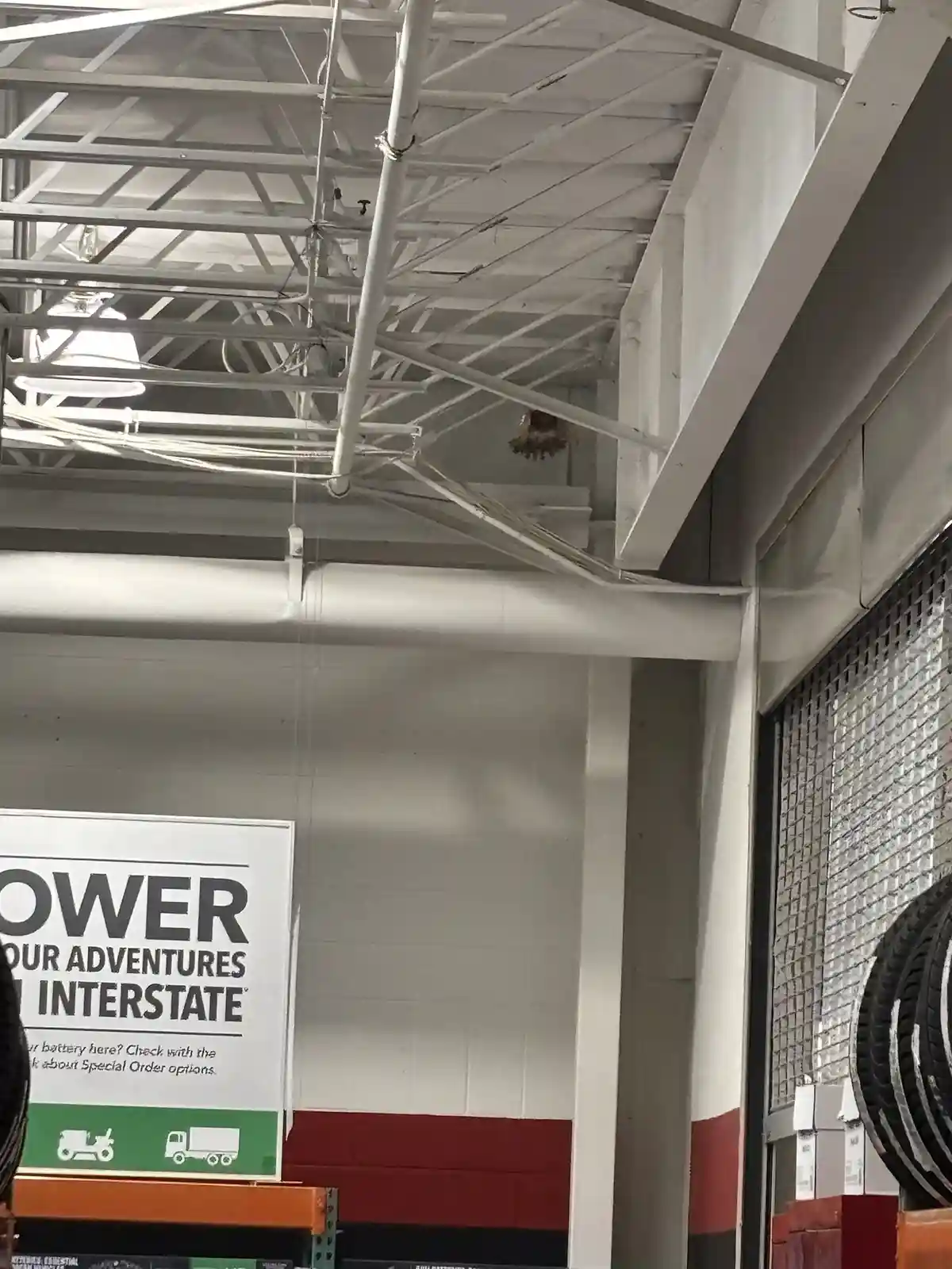 A photo taken inside a warehouse-style store, likely AutoZone or similar, showing a bird's nest and a bird perched on a…