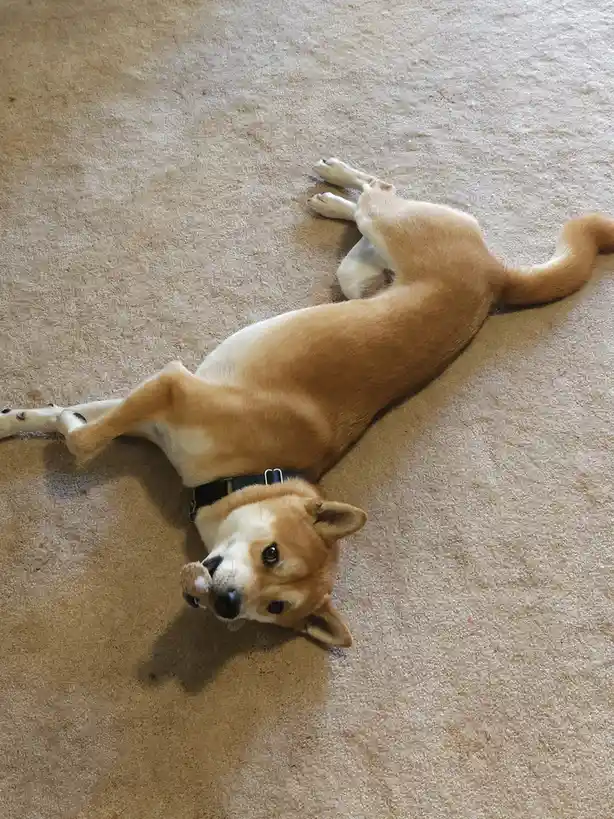 A tan and white dog, likely a Shiba Inu, lies on its back on a beige carpet with its legs in the air, looking up at the…