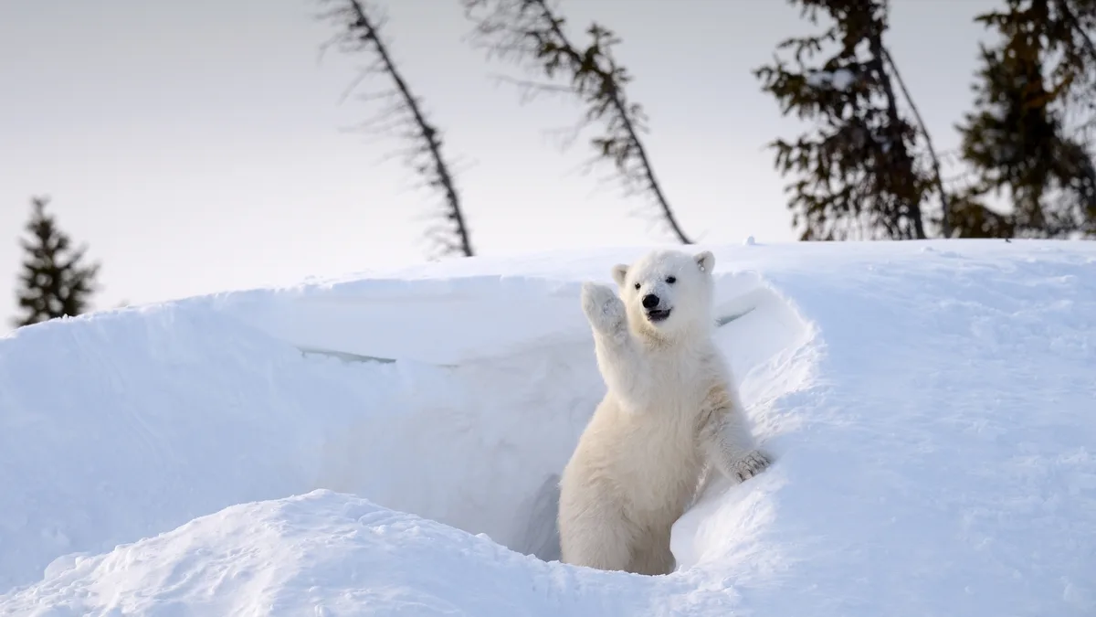A young polar bear cub stands upright in a snowy landscape, emerging from a snowbank and waving its right paw. The…