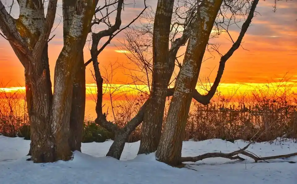 A serene winter sunset photo shows bare trees with textured bark standing in snow, silhouetted against a vibrant orange and…