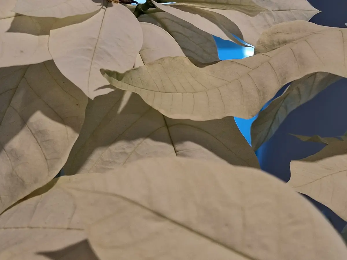 A close-up photo of large, pale, crinkled white leaves, possibly from a poinsettia, with shadows and glimpses of a bright…