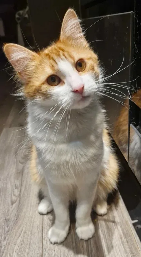 Whiskers Take Center Stage in This Adorable Moment