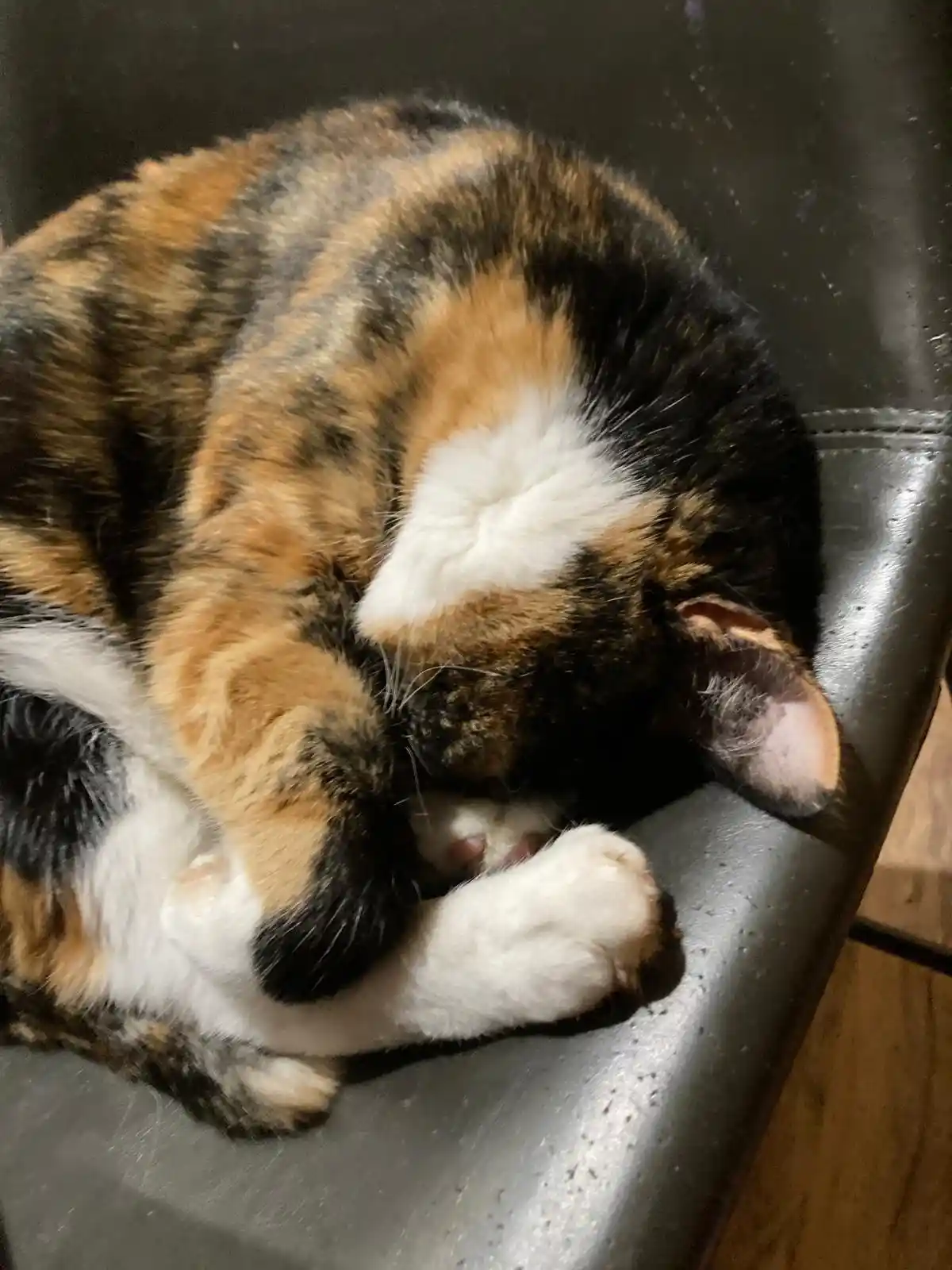 Crumble’s Daily Snapshot: A Slice of Life