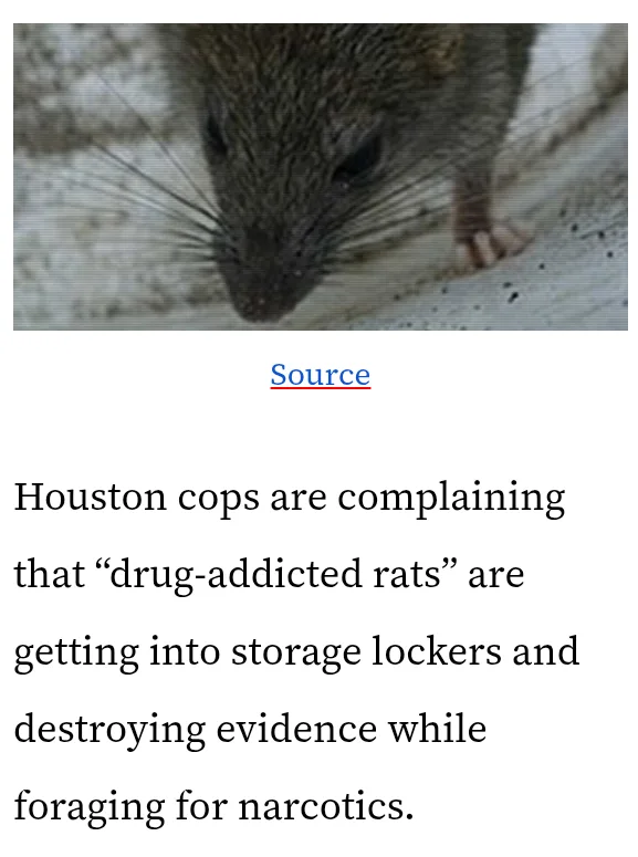 A close-up photo of a brown rat with whiskers and dark eyes, standing on a light-colored surface. Overlaid text reads…