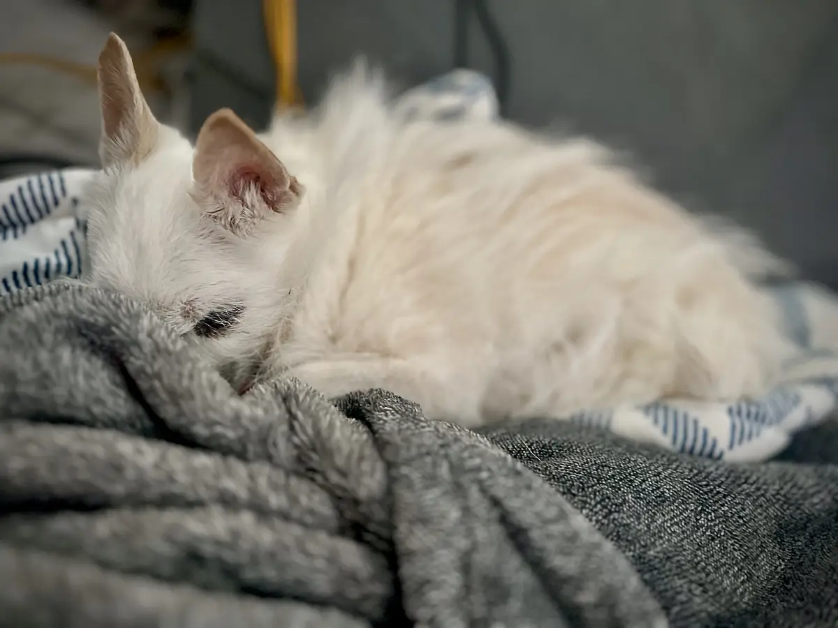 A fluffy white cat is curled up and sleeping soundly on a gray blanket, partially covered by it, with a blue and white…