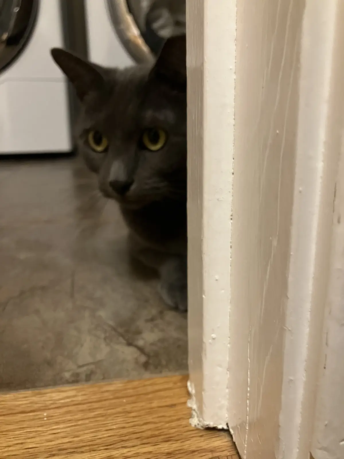 A gray cat with yellow eyes peeks cautiously from behind a white door frame, its body mostly hidden, looking directly at the…