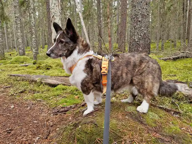 A brindle and white corgi wearing an orange harness and leash stands in a mossy forest, looking off to the side. The…