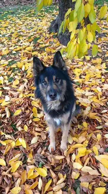 A black and tan dog with pointed ears sits in a thick layer of fallen yellow and brown autumn leaves under a tree. The dog…