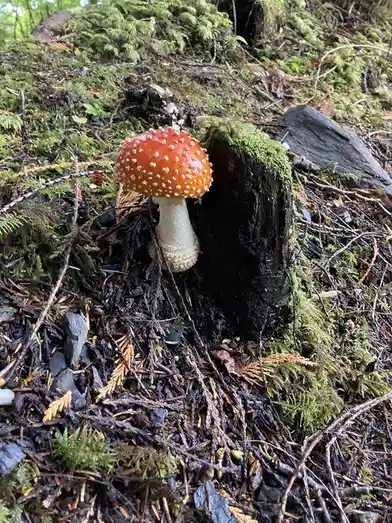 A vibrant red mushroom with white spots grows beside a moss-covered tree stump in a forest floor covered with twigs, moss…