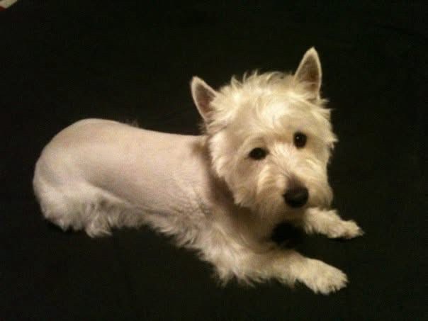 a white west highland terrier lies on a black background with its body shaved smooth while its head and paws remain fluffy…