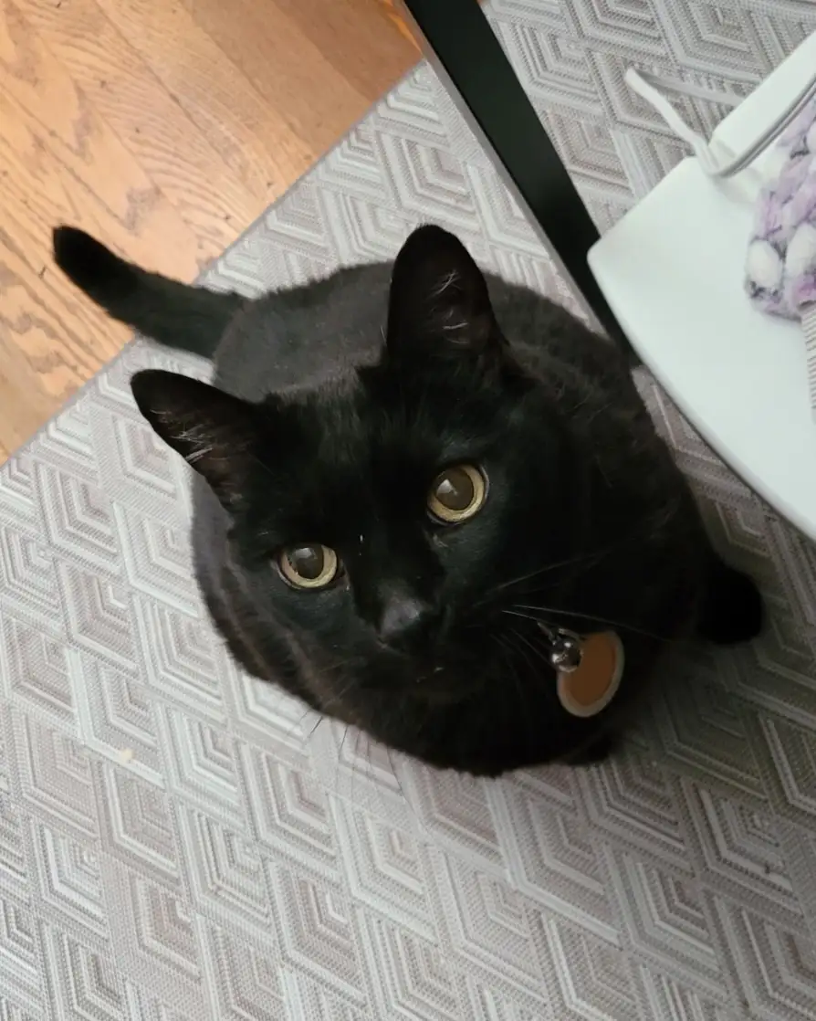 A black cat with large, round, golden eyes sits on a patterned rug, looking directly up at the camera with an intense…